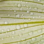 Multi-level PVC container gardens for growing vegetables in small spaces