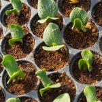 Lush vegetable garden with diverse crops and healthy soil, Images of vegetable gardens