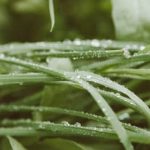 Eco-friendly and Effective Mulching Option