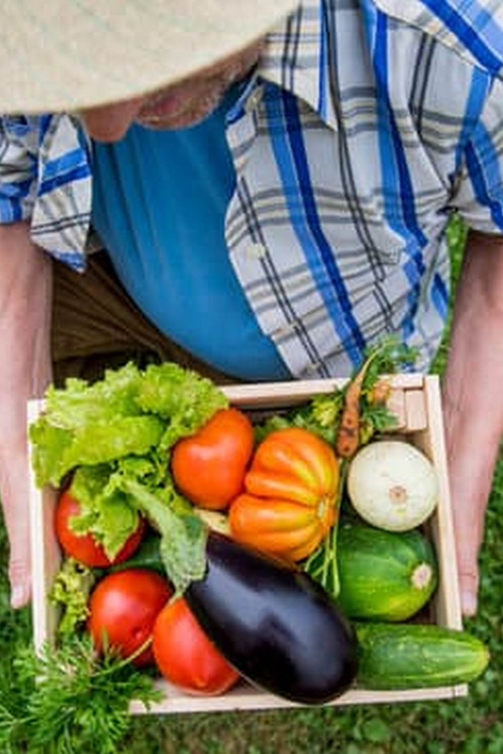 Effective fungicides for vegetable gardens to control plant diseases and promote healthy crop growth