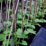 Growing Fresh produce in City Spaces with Gardener's Supply