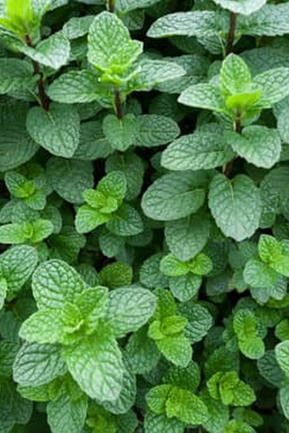 A creative way to grow fresh produce