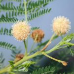 Thriving San Diego vegetable garden in sunny climate, perfect for a variety of gardening enthusiasts