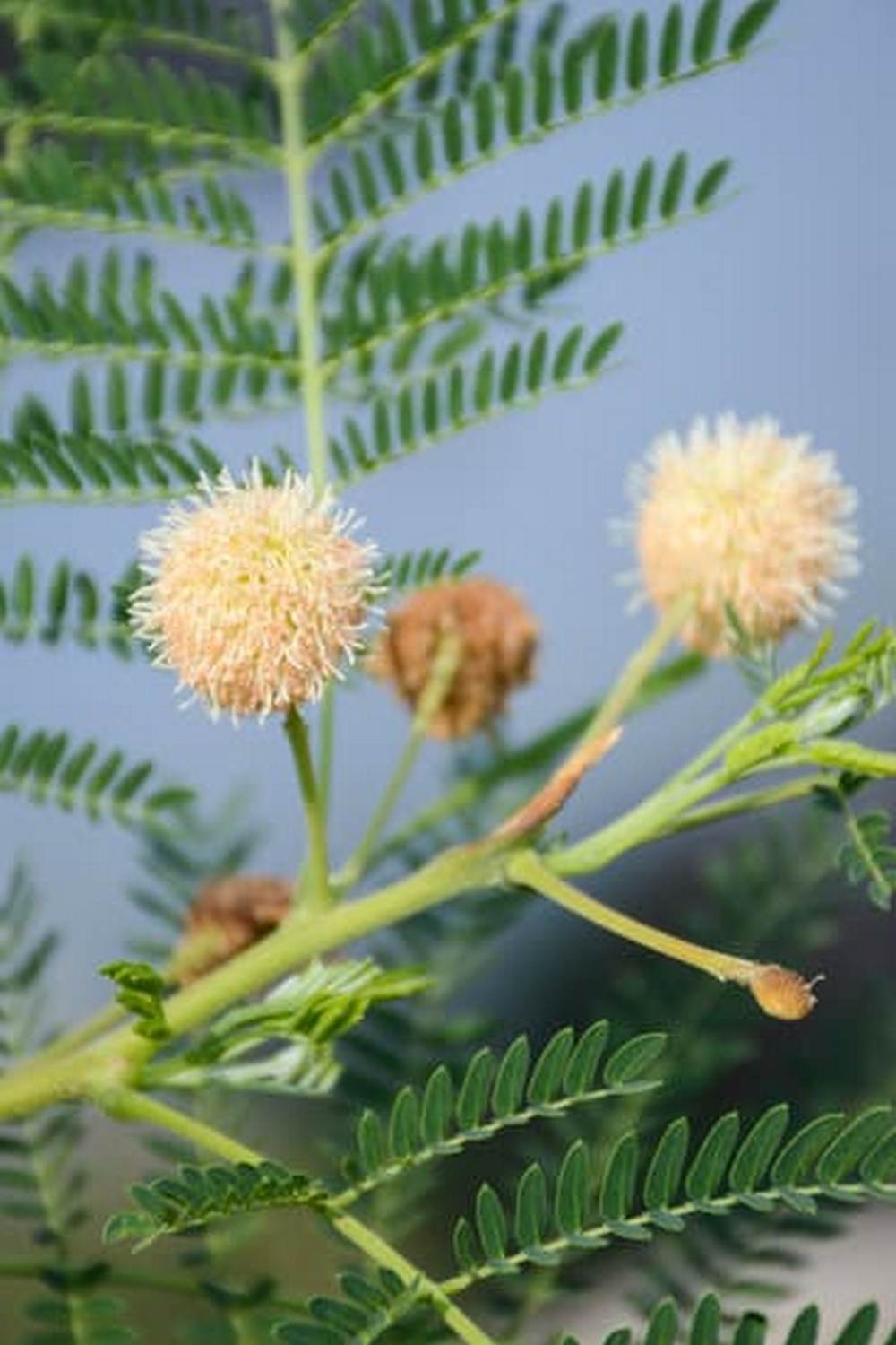 Thriving San Diego vegetable garden in sunny climate, perfect for a variety of gardening enthusiasts