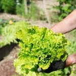 GROUND COVER FOR VEGETABLE GARDENS