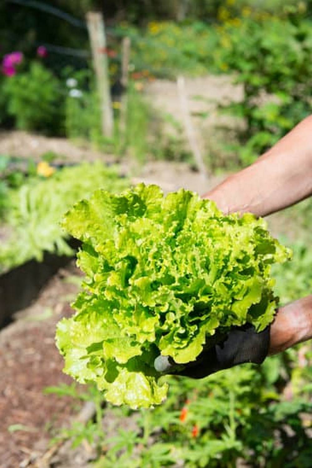 GROUND COVER FOR VEGETABLE GARDENS