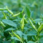 List of Vegetables for Bucket Gardening cherry tomatoes, lettuce, bell peppers, and zucchini