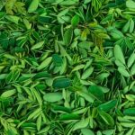 organic neem oil spray for natural pest control