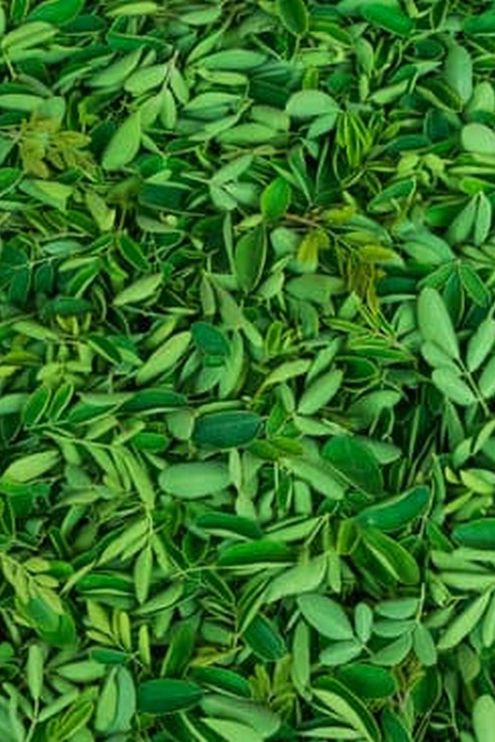 organic neem oil spray for natural pest control