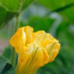 Tips for cultivating your own fresh produce sustainably