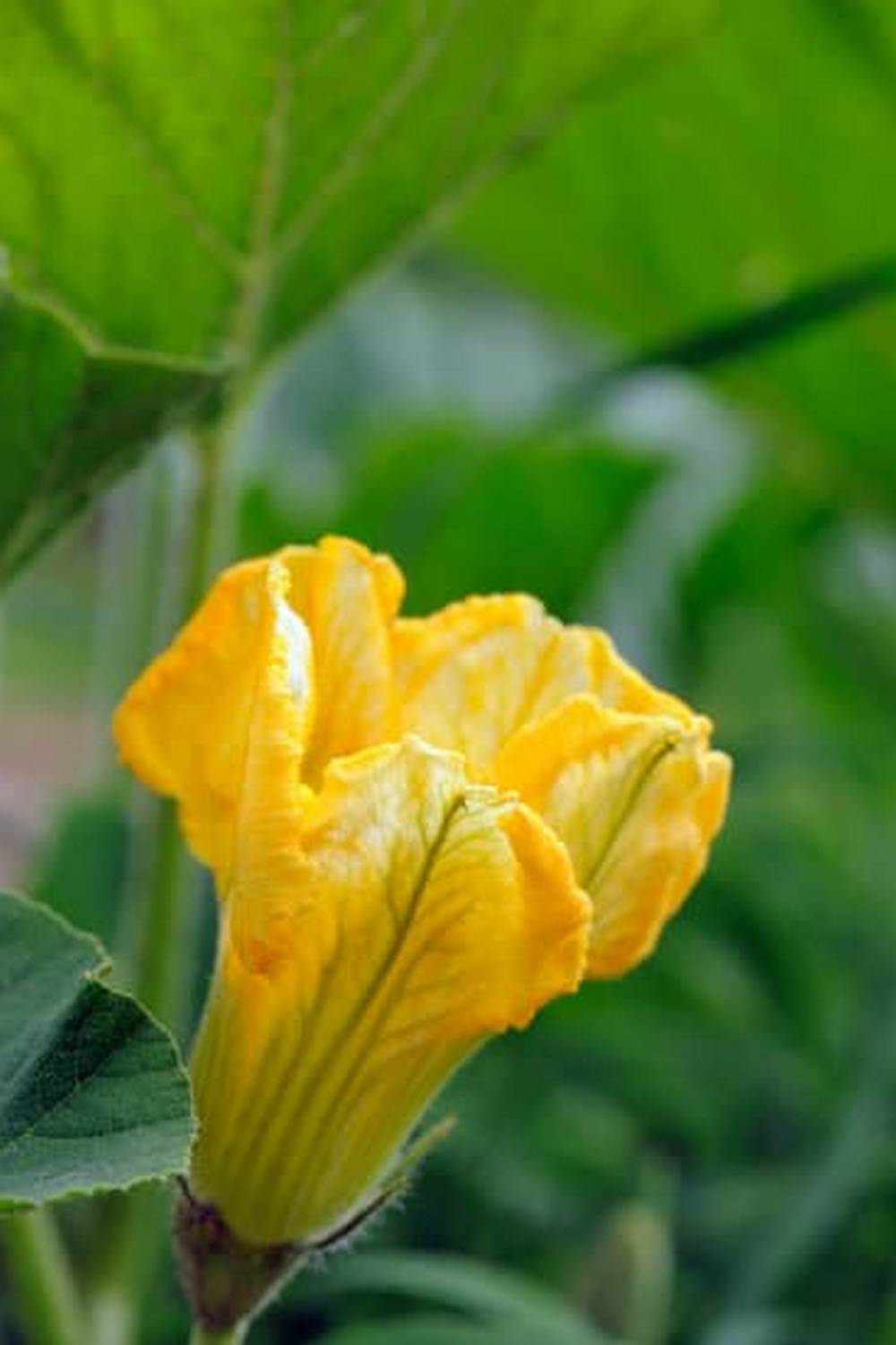 Tips for cultivating your own fresh produce sustainably