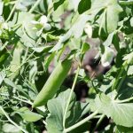 non-toxic plant-based deterrent to protect your crops