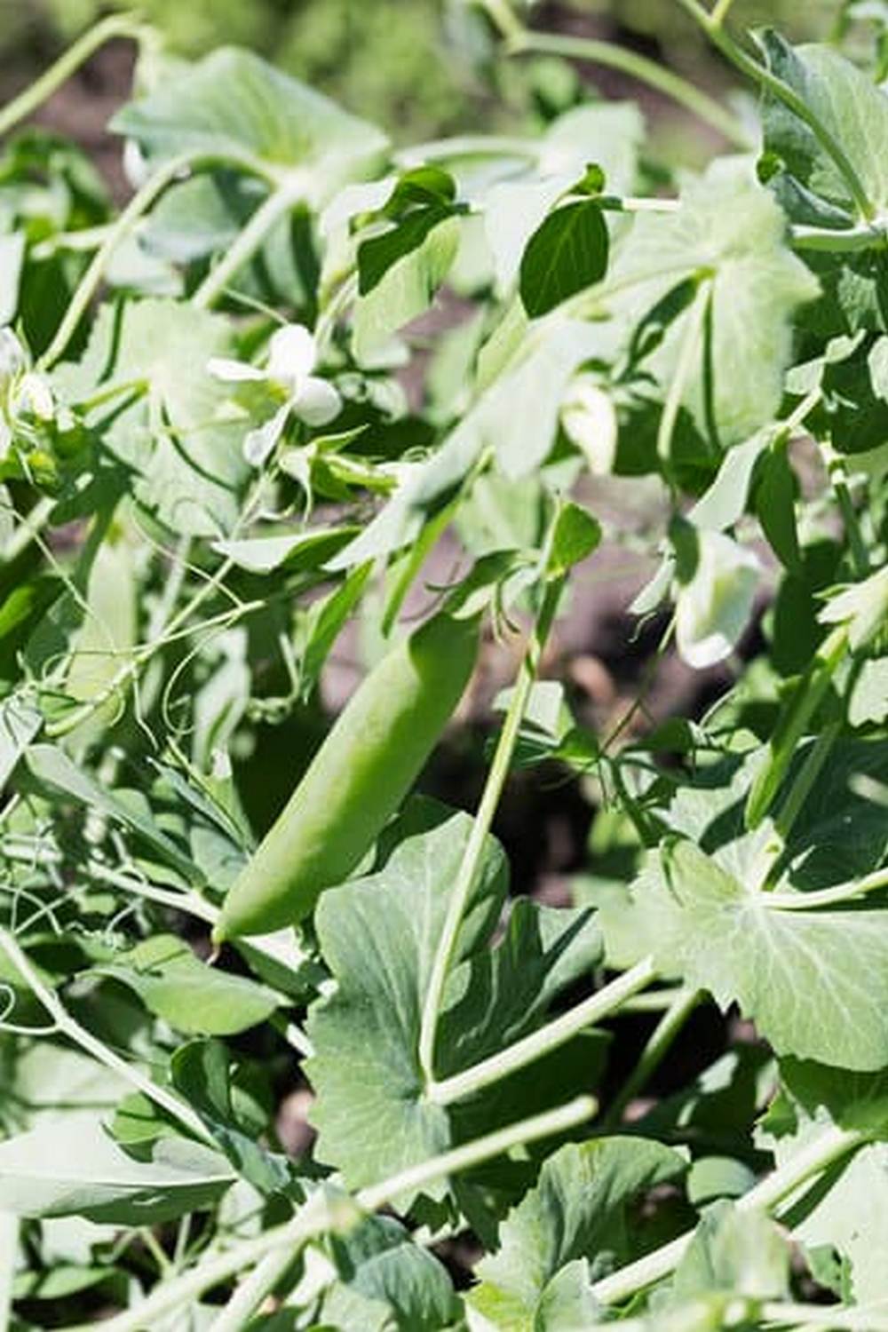 Natural Rabbit Repellent For Vegetable Gardens — Vegetable Gardening News