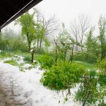 Nutrient-rich coffee grounds perfect for enriching vegetable gardens