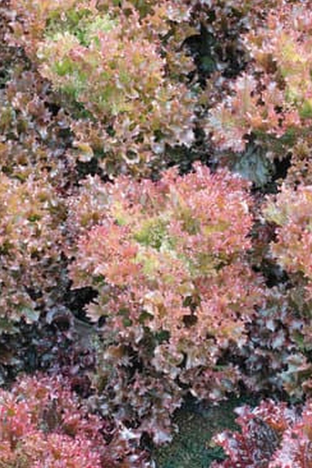 Vegetable gardening tips, trends, and advice for Texas residents on our blog