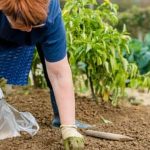 Effective pre-emergent weed killer for vegetable gardens, safe for crops and soil