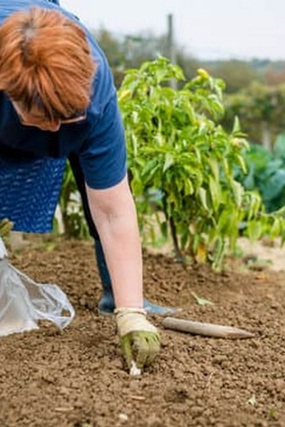 Effective pre-emergent weed killer for vegetable gardens, safe for crops and soil