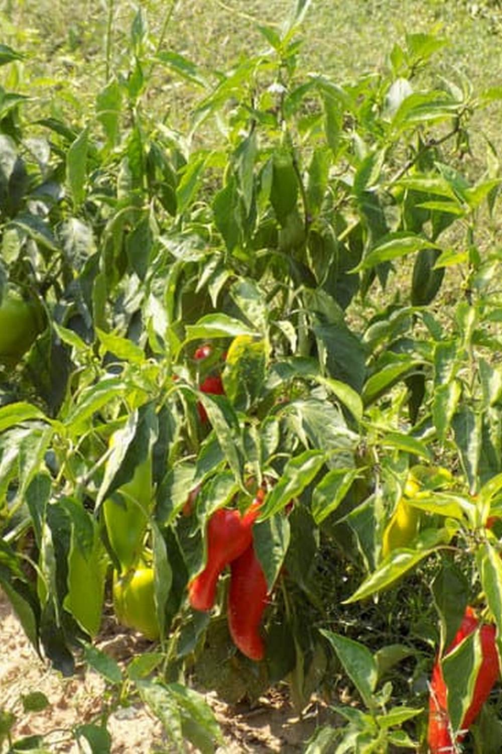 Enhance vegetable garden biodiversity with daisies for natural pest control and soil health