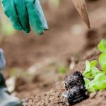 Simple and Low Maintenance Vegetable Varieties to Grow