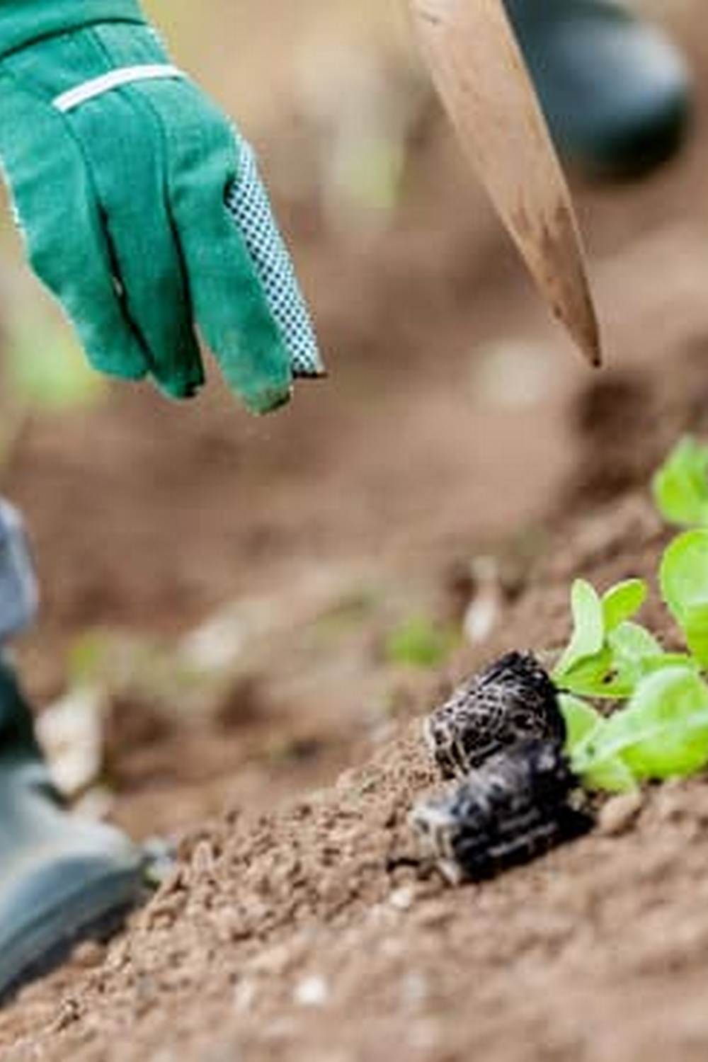 Easy Gardening Vegetables for Beginners 1 Simple and Low Maintenance Vegetable Varieties to Grow