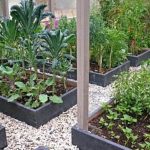 Organic fertilizer for healthy vegetable gardens