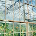 identifying signs, natural remedies, and pest control