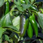 Growing hearty vegetables in colder climates