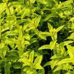 Planting, Harvesting, and Care Guide for a Successful Garden Season