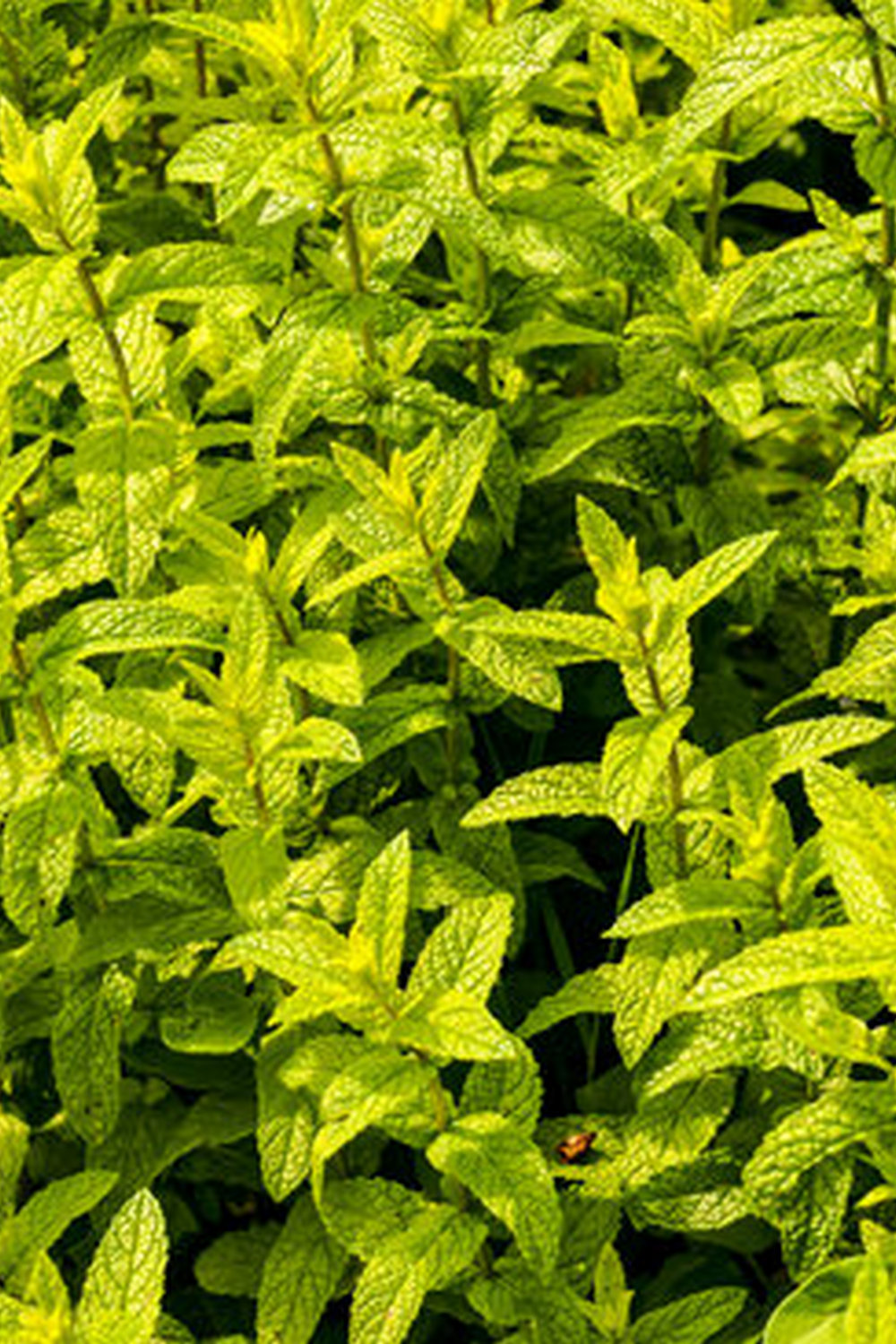 Planting, Harvesting, and Care Guide for a Successful Garden Season