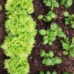 Vegetable Gardening in the Southeast by Ira Wallace - Free Download Now