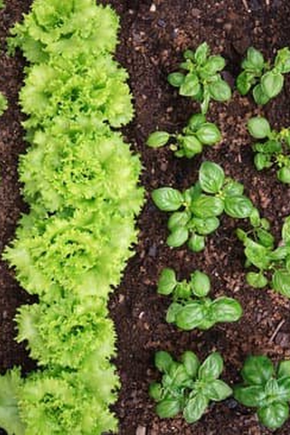 Vegetable Gardening in the Southeast by Ira Wallace - Free Download Now