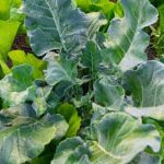 Techniques, Tips, and Tools for Maintaining a Healthy Garden