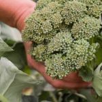 Using Bark Mulch in Vegetable Gardens Enhance soil moisture and suppress weeds by using bark mulch in vegetable gardens for healthier plants.