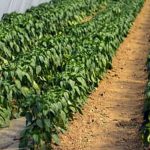 Consider planting away from black walnut trees to avoid detrimental effects on the vegetable garden