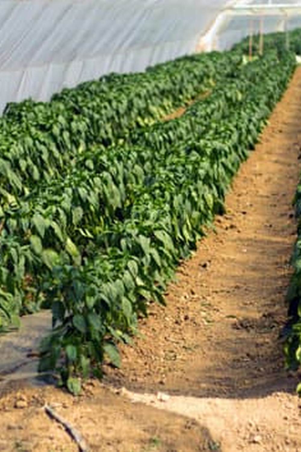Consider planting away from black walnut trees to avoid detrimental effects on the vegetable garden
