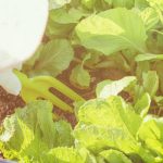 Effective pre-emergent herbicide for vegetable gardens to prevent weed growth and protect crops.