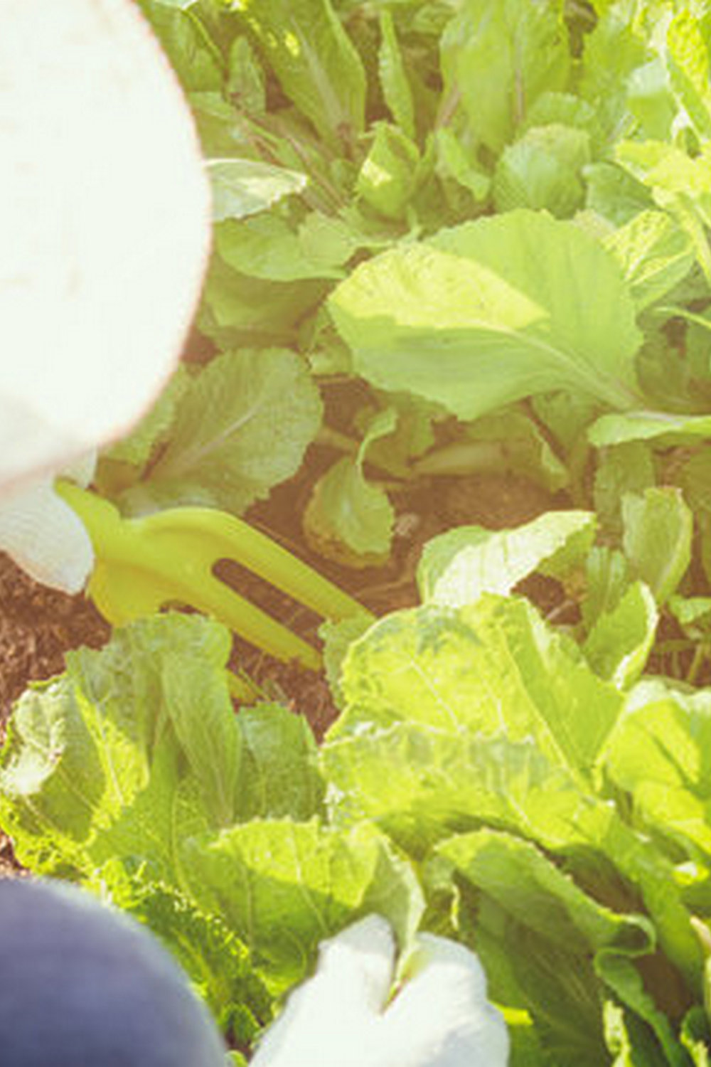 Effective pre-emergent herbicide for vegetable gardens to prevent weed growth and protect crops.