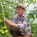 Beneficial COMPANION PLANTS for VEGETABLE GARDENS - a guide to amplify your garden's growth and health