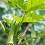 Harvesting Fall Vegetables for a Bountiful Season | Better Homes & Gardens