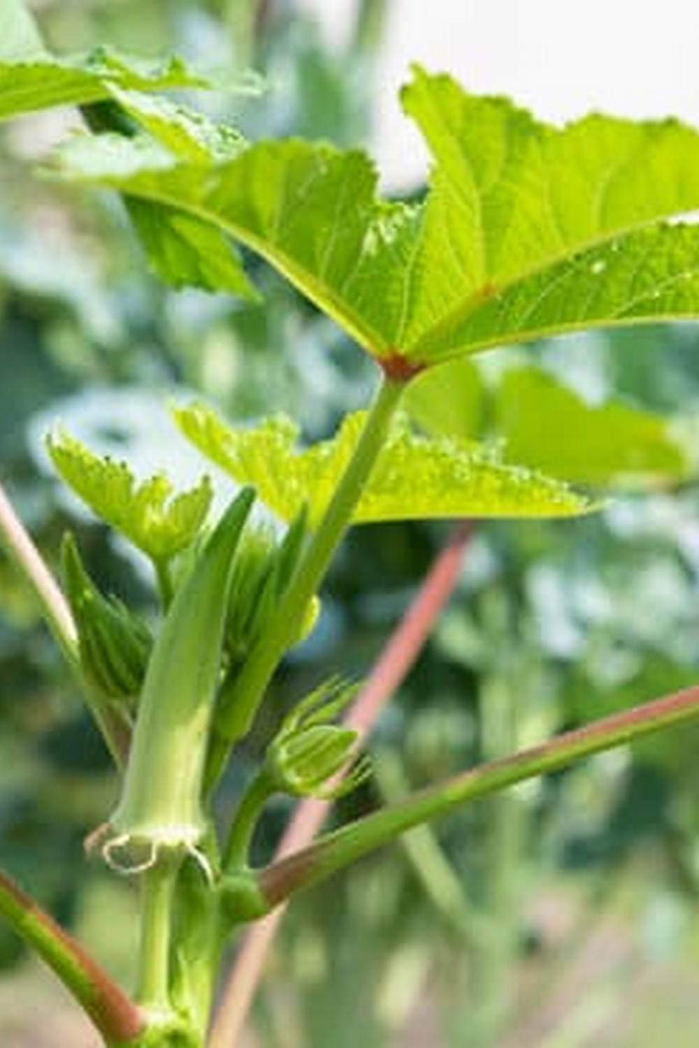 Harvesting Fall Vegetables for a Bountiful Season | Better Homes & Gardens