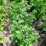 Thriving vegetable garden plants set against the warm hues of summer, a beautiful transition from spring to summer