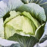 Explore diverse vegetable gardening in the Midwest Toledo region, from soil to harvest