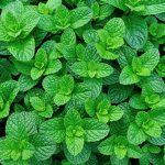 Protecting Your Crops from Harsh Sunlight