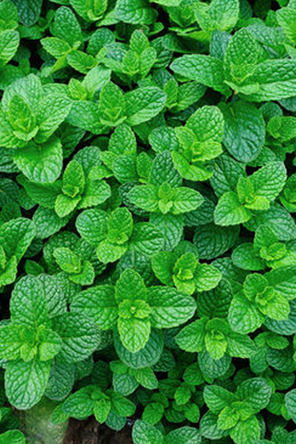 Protecting Your Crops from Harsh Sunlight