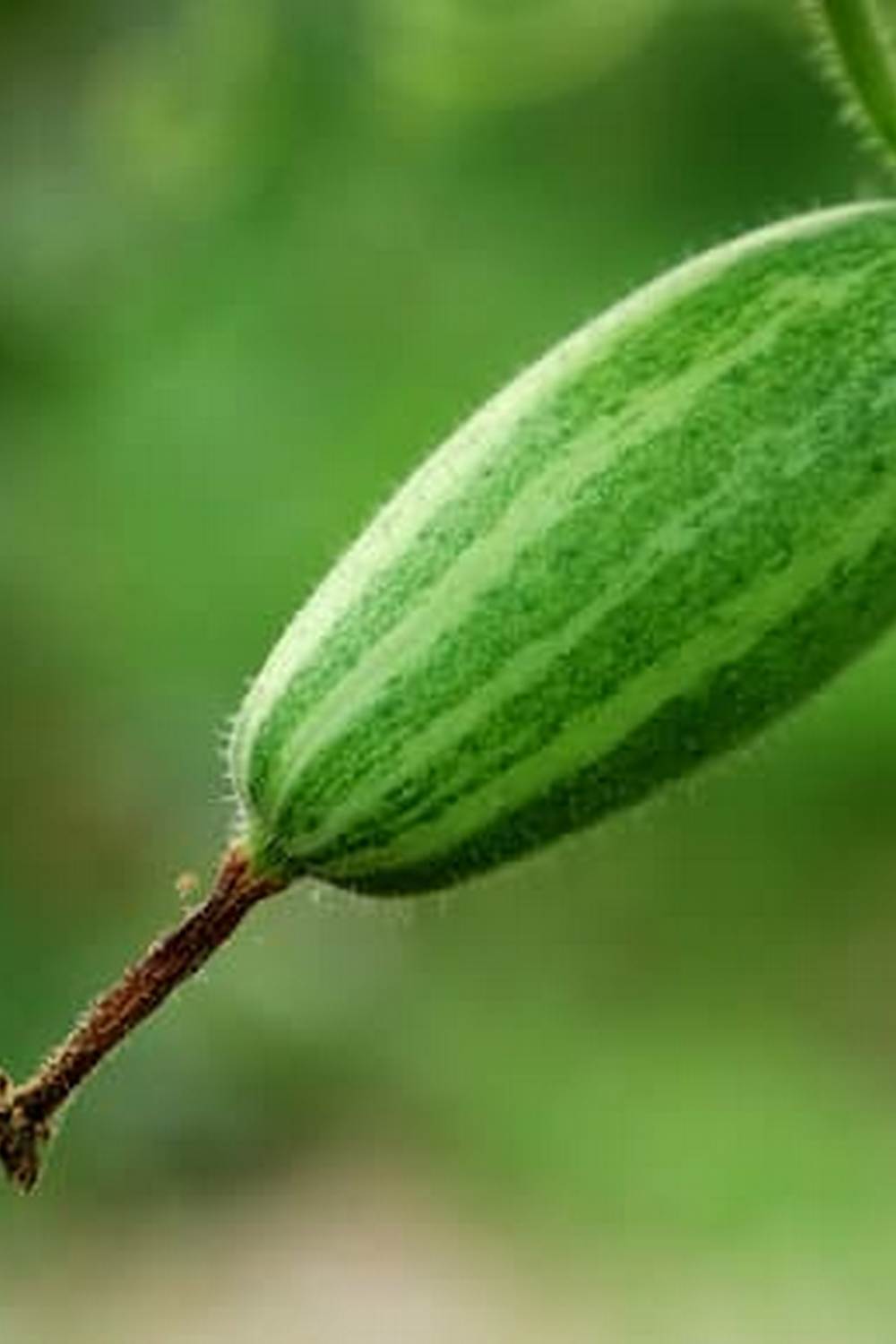 Vibrant Austin Texas Vegetable Gardens showcasing local produce and sustainable gardening practices