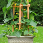 Spaniard gardeners grow fresh spinach with vibrant green leaves in their gardens