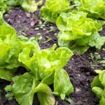 Experienced, local professional for all your garden needs