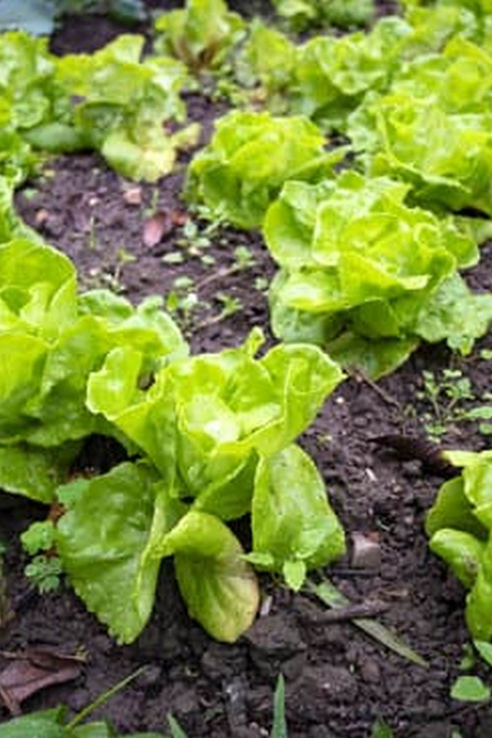 Experienced, local professional for all your garden needs