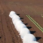 Charming small vegetable gardens with colorful produce and beautiful landscaping