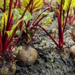 Use Liquid Fence Repellent on vegetable gardens to protect plants from unwanted pests